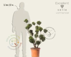 Taxus baccata 'Groenland' - bonsai - Excellent