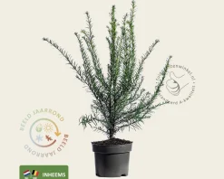 Taxus baccata - in pot