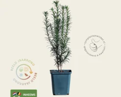 Taxus baccata - in pot