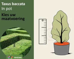 Taxus baccata - in pot