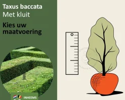 Taxus baccata - kluit