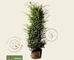 Taxus baccata - kluit