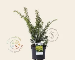 Taxus baccata 'Summergold'