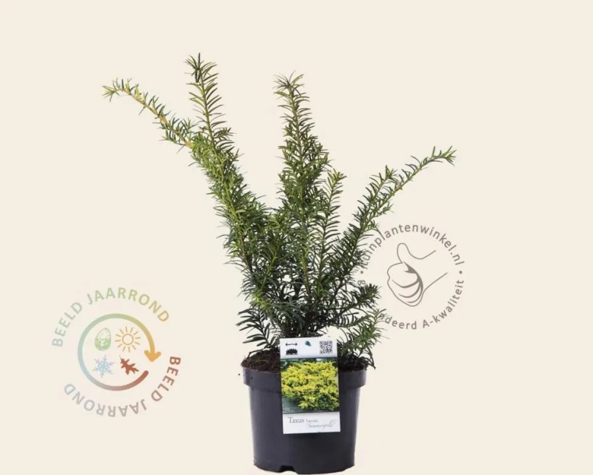 Taxus baccata 'Summergold'