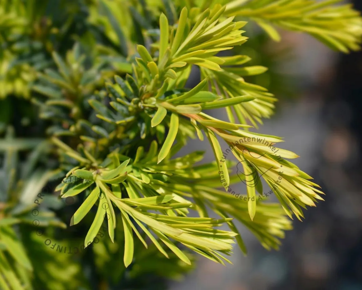 Taxus baccata 'Summergold'