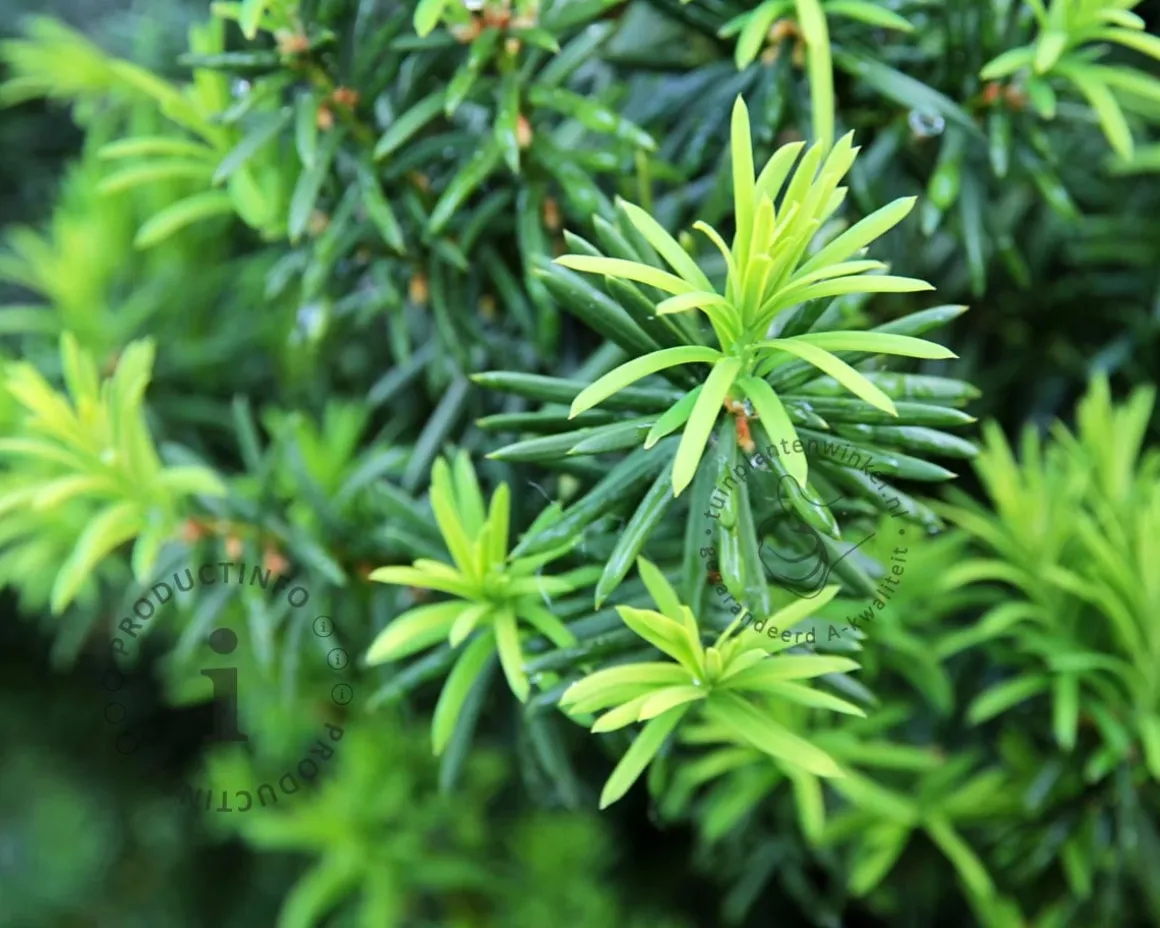 Taxus cuspidata 'Nana'