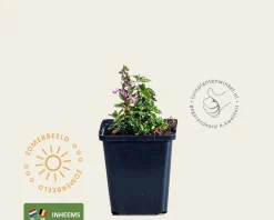 Teucrium chamaedrys