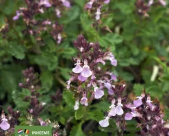 Teucrium chamaedrys