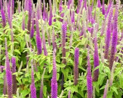 Teucrium hyrcanicum