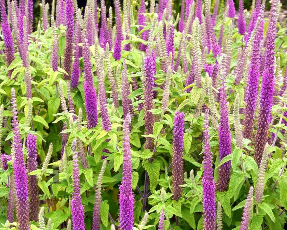 Teucrium hyrcanicum