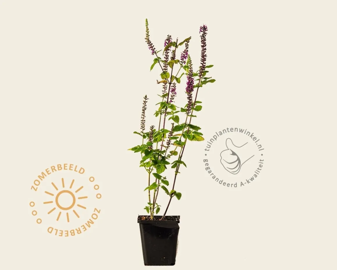 Teucrium hyrcanicum