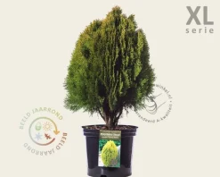Thuja occidentalis 'Aurea Nana' - in pot - XL