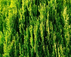 Thuja occidentalis 'Aurea Nana' - in pot - XL