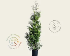Thuja occidentalis 'Brabant' - in pot