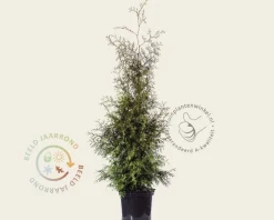 Thuja occidentalis 'Brabant' - in pot