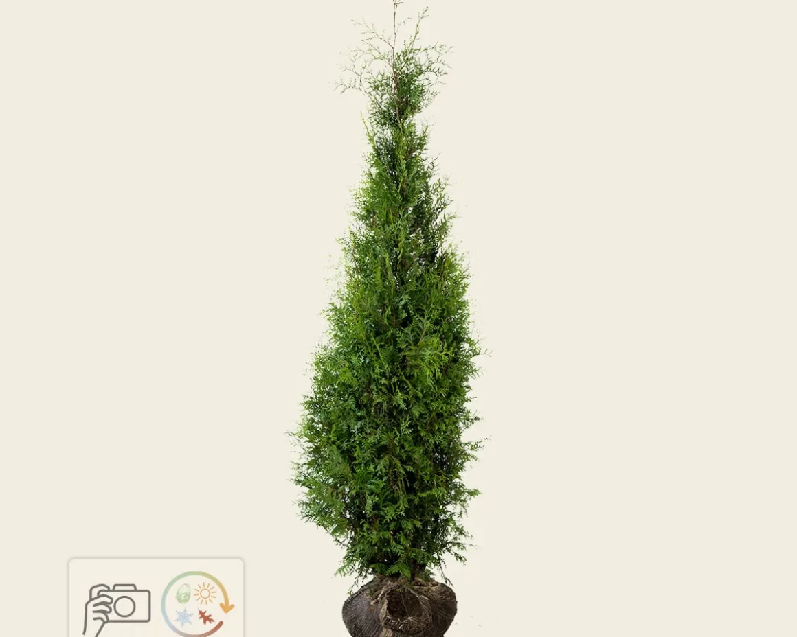 Thuja occidentalis 'Brabant' - kluit