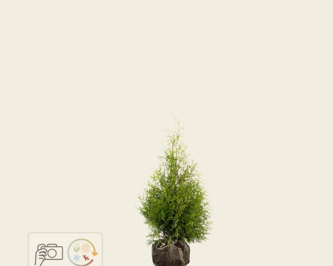 Thuja occidentalis 'Brabant' - kluit