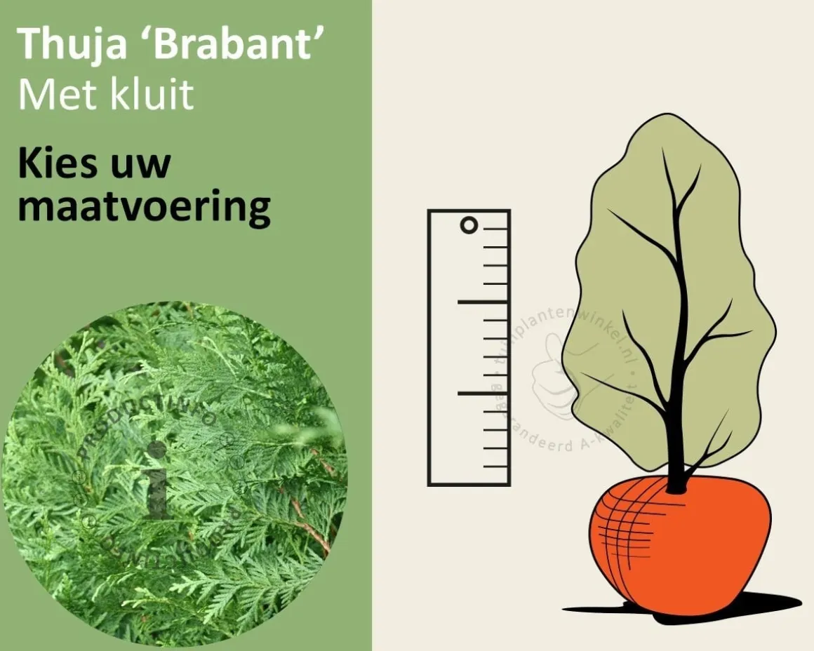Thuja occidentalis 'Brabant' - kluit