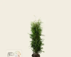 Thuja occidentalis 'Brabant' - kluit