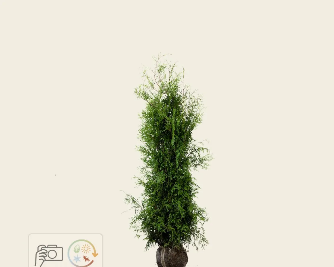 Thuja occidentalis 'Brabant' - kluit