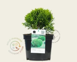 Thuja occidentalis 'Danica'