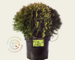 Thuja occidentalis 'Danica'
