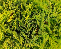 Thuja occidentalis 'Mirjam'