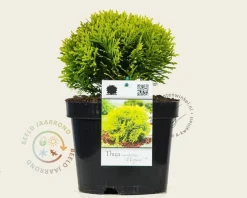 Thuja occidentalis 'Mirjam'
