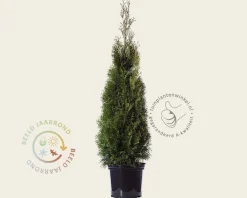Thuja occidentalis 'Smaragd' - in pot