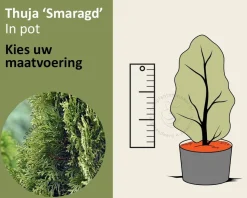 Thuja occidentalis 'Smaragd' - in pot