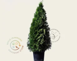 Thuja occidentalis 'Smaragd' - in pot