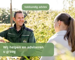 Thuja occidentalis 'Smaragd' - kluit