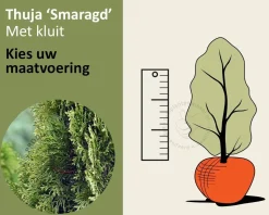 Thuja occidentalis 'Smaragd' - kluit