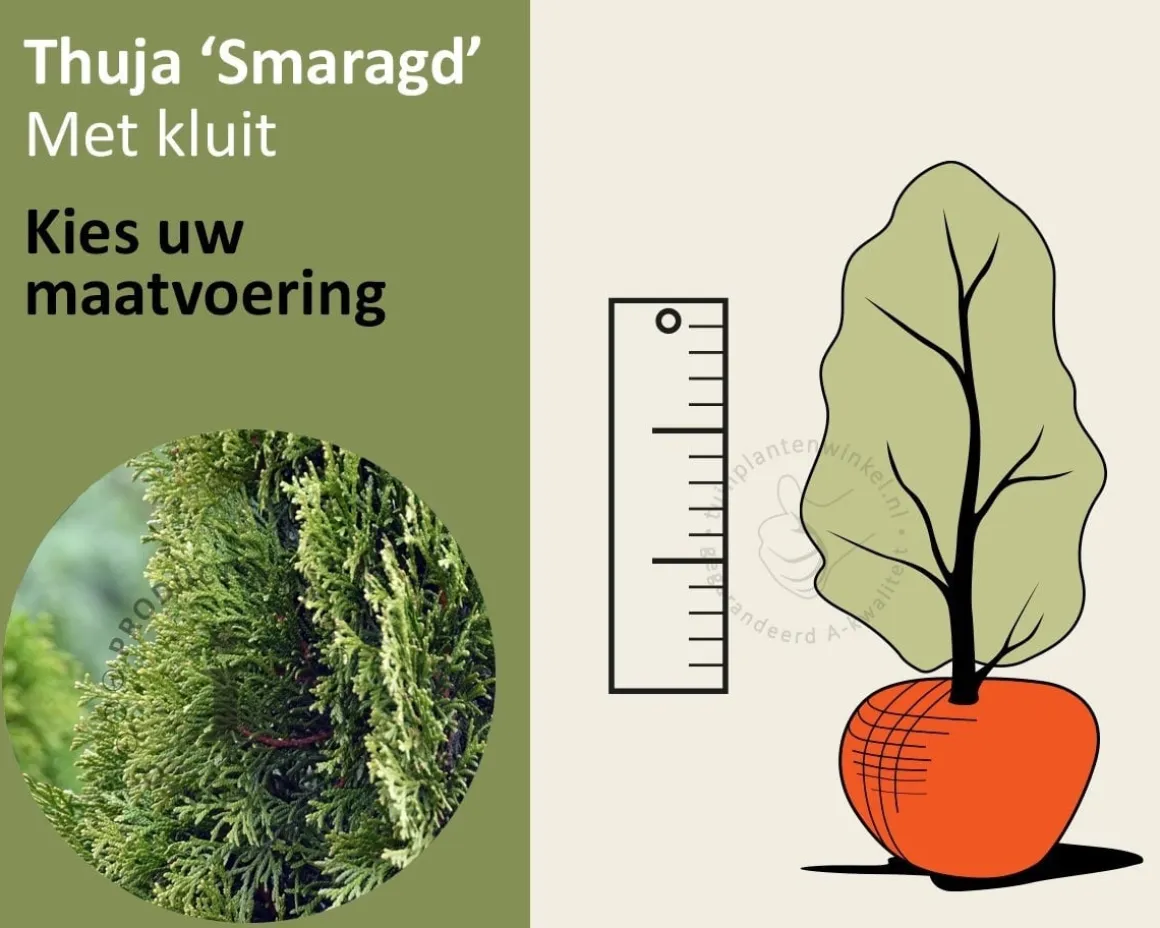 Thuja occidentalis 'Smaragd' - kluit