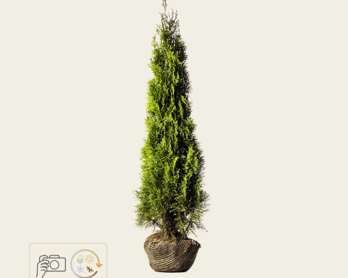 Thuja occidentalis 'Smaragd' - kluit