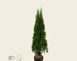 Thuja occidentalis 'Smaragd' - kluit