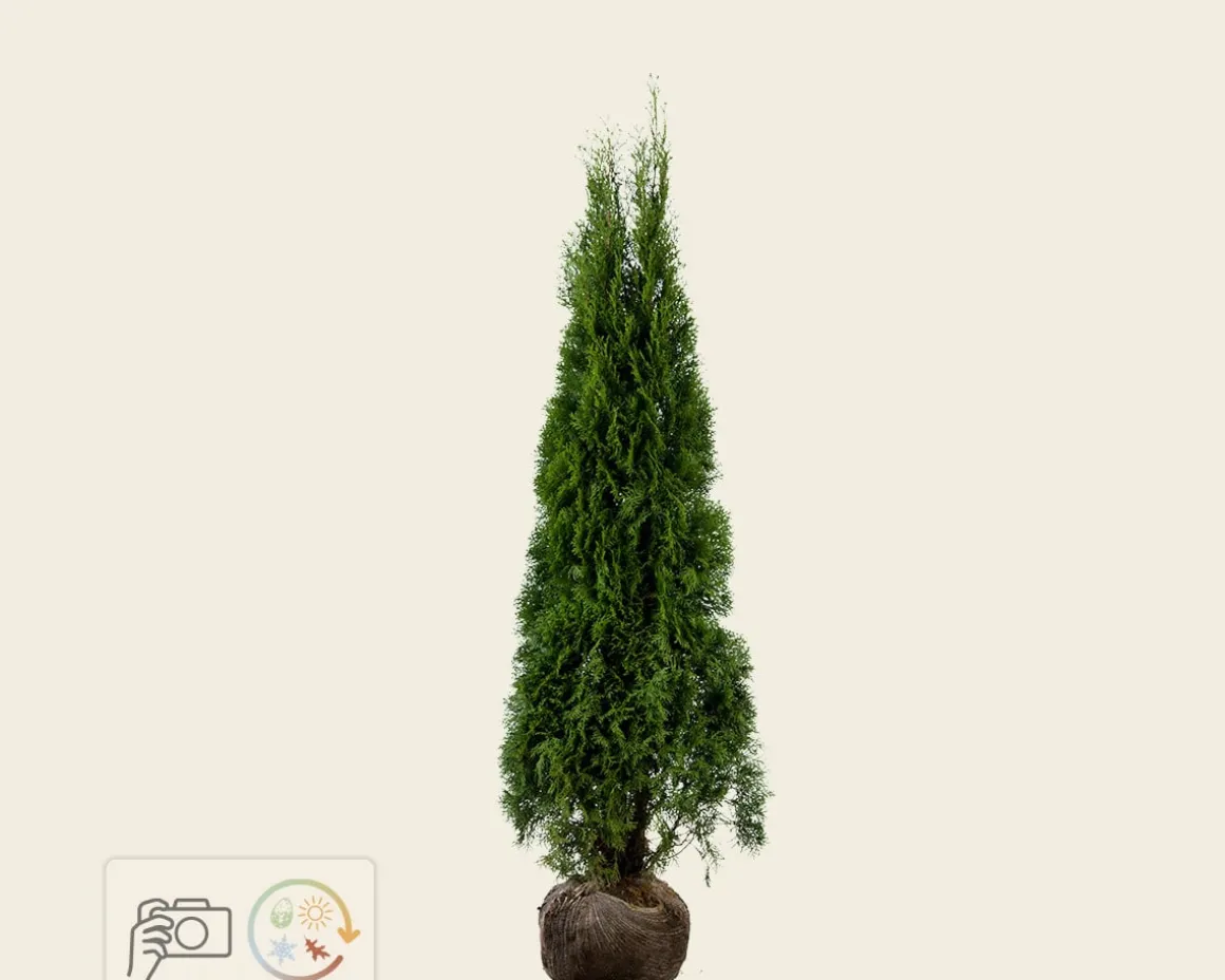 Thuja occidentalis 'Smaragd' - kluit