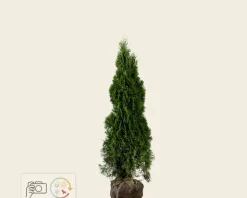 Thuja occidentalis 'Smaragd' - kluit