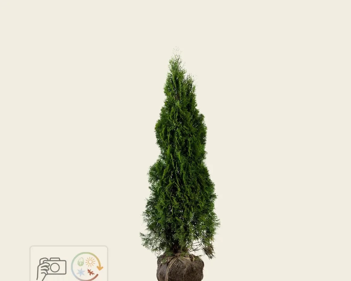 Thuja occidentalis 'Smaragd' - kluit