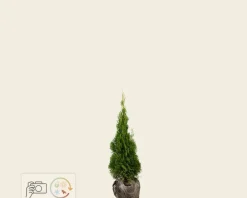 Thuja occidentalis 'Smaragd' - kluit