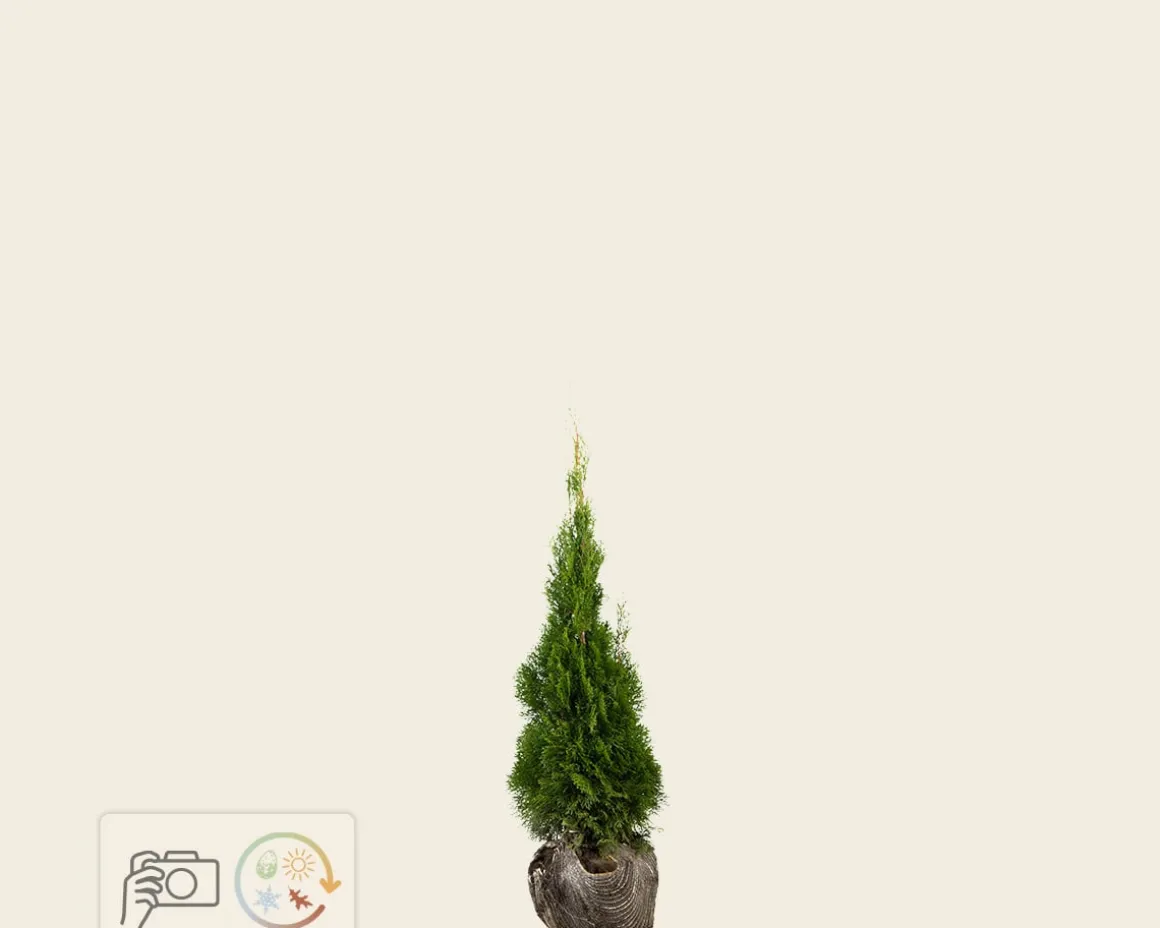 Thuja occidentalis 'Smaragd' - kluit