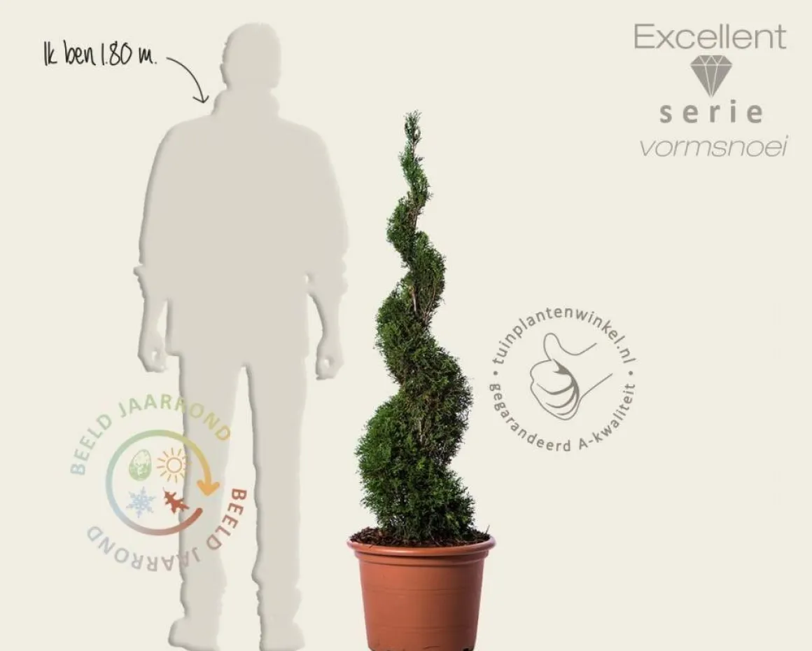 Thuja occidentalis 'Smaragd' - spiraal 100/120 cm