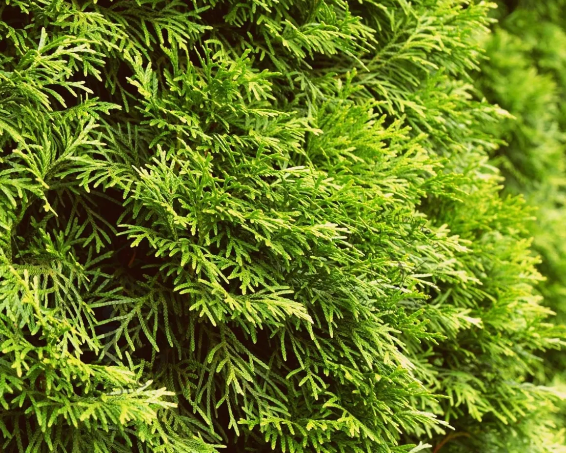 Thuja occidentalis 'Smaragd' - spiraal 100/120 cm