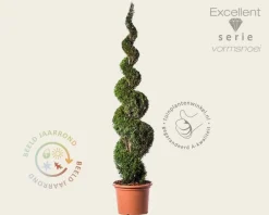 Thuja occidentalis 'Smaragd' - spiraal 200/220 cm