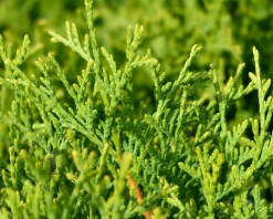 Thuja occidentalis 'Tiny Tim'