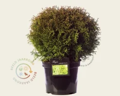 Thuja occidentalis 'Tiny Tim'