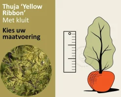 Thuja occidentalis 'Yellow Ribbon' - kluit