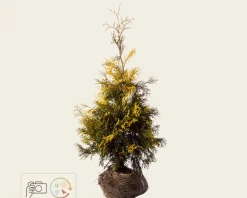 Thuja occidentalis 'Yellow Ribbon' - kluit