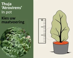 Thuja plicata 'Atrovirens' - in pot