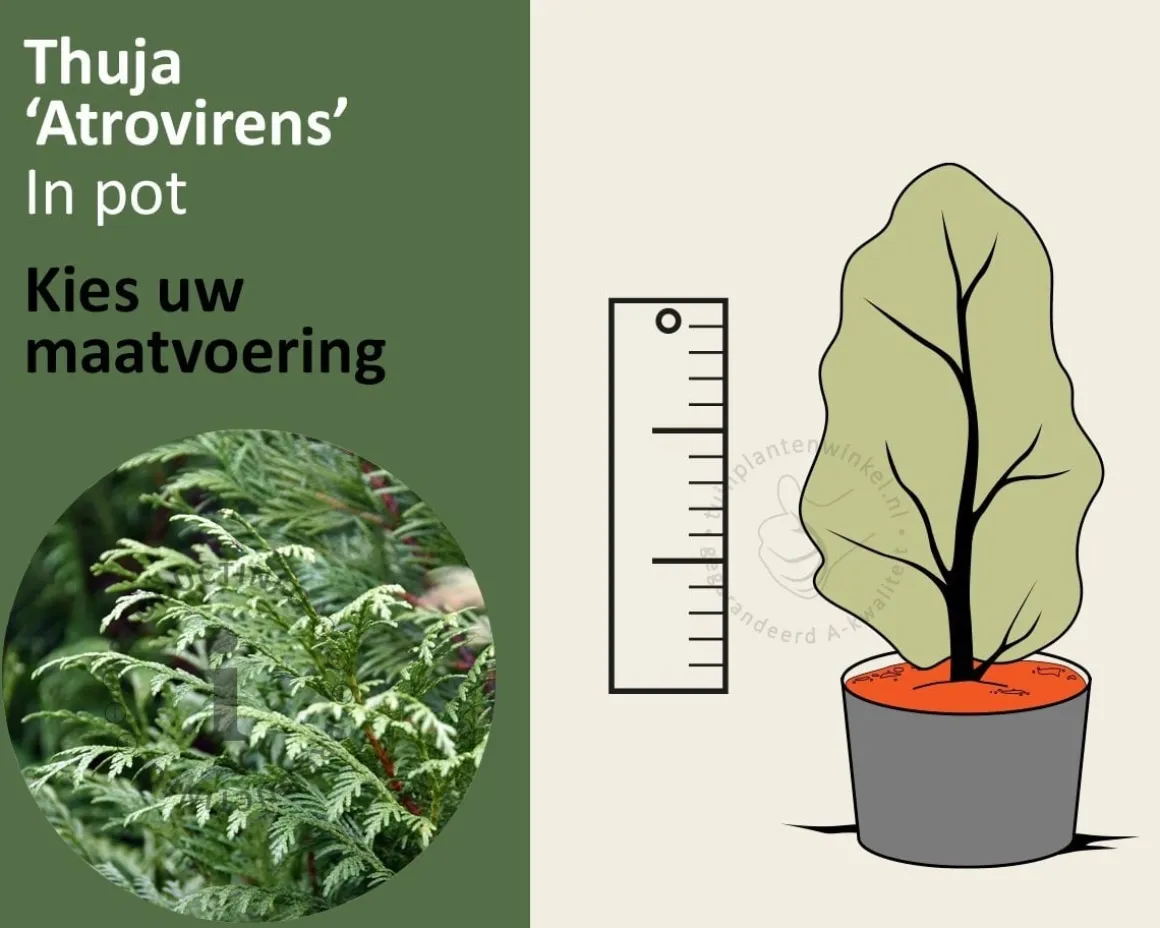 Thuja plicata 'Atrovirens' - in pot
